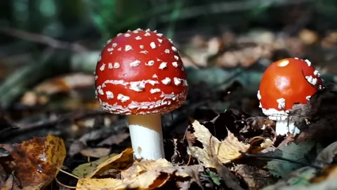 Fly agaric mushroom in autumn forest. Fly agaric growing in moss. Poison fly  Stock Footage 140816357