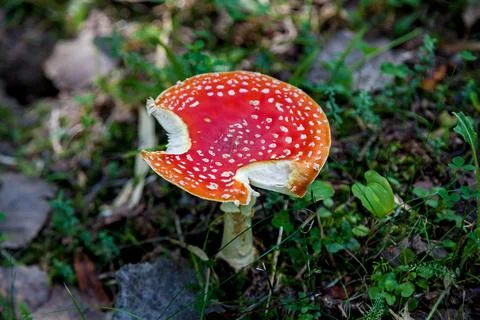 Fly agaric mushroom with bite marks in forest grass Stock Photos