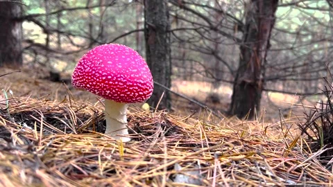 Fly Agaric Mushroom Close Up. Macro shot of a Amanita Muscaria mushroom growing Stock-Footage 262971987