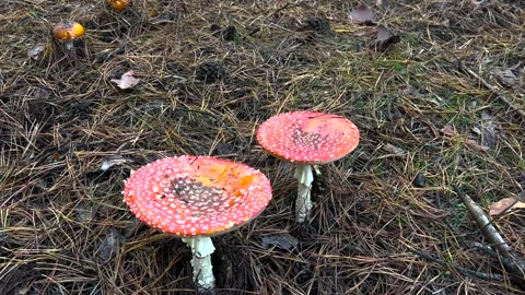 Fly Agaric Mushroom Close Up. Macro shot of a Amanita Muscaria mushroom growing Stock Footage 263149720