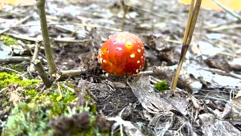 Fly Agaric Mushroom Close Up. Macro shot of a Amanita Muscaria mushroom growing Stock Footage 263149737