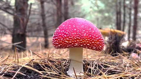 Fly Agaric Mushroom Close Up. Macro shot of a Amanita Muscaria mushroom growing Stock Footage 263729682