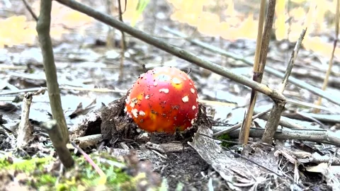 Fly Agaric Mushroom Close Up. Macro shot of a Amanita Muscaria mushroom growing Stock Footage 263729762
