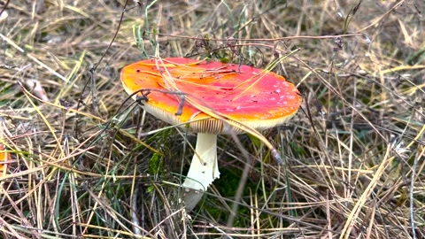 Fly Agaric Mushroom Close Up. Macro shot of a Amanita Muscaria mushroom growing Stock Footage 264540960