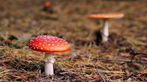 Fly agaric mushroom Video stock 31041835
