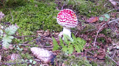 Fly agaric mushroom. Stock Footage 31715871