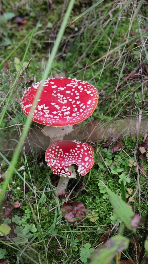 Fly agaric mushroom in the forest and vertical video Stock Footage 288008353