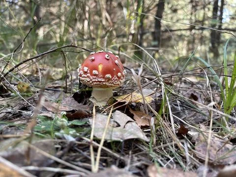 Fly agaric mushroom in forest close up Stock Photos