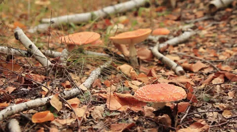 Fly agaric mushroom in forest Stock Footage 24687715