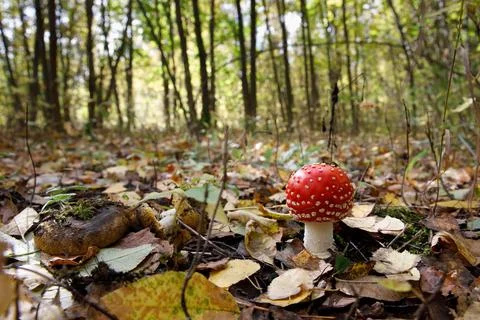 Fly agaric mushroom in the forest Stock Photos