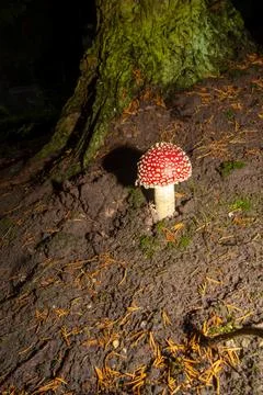 Fly agaric mushroom in the forest Stock Photos
