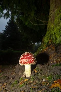 Fly agaric mushroom in the forest Stock Photos
