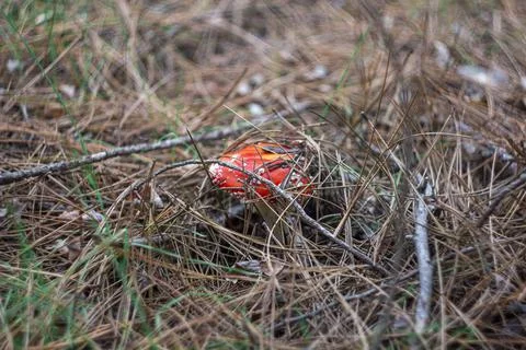 Fly agaric mushroom in the forest under the grass Stock Photos