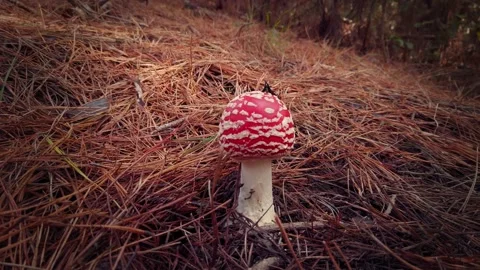 A Fly Agaric mushroom growing in the forest Stock-Footage 132706161