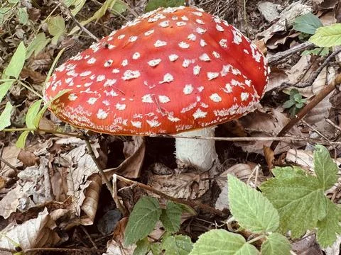 Fly Agaric Mushroom Growing on the Forest Floor. Stock Photos