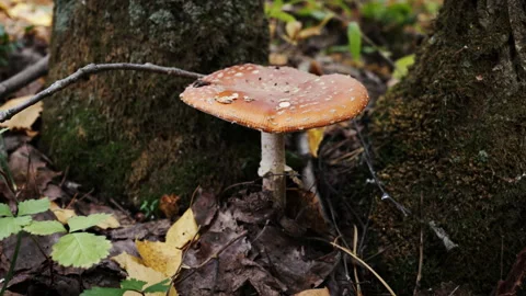Fly agaric mushroom growing under a tree in the forest Stockbeeldmateriaal 282967609