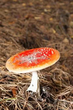 Fly agaric mushroom grows in the forest in dry leaves Stockfoto's
