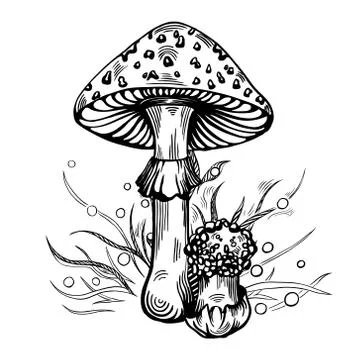 Fly agaric mushroom Stock Illustration