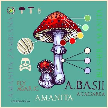 Fly agaric mushroom Stock Illustration