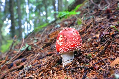 Fly agaric mushroom Stock-Fotos