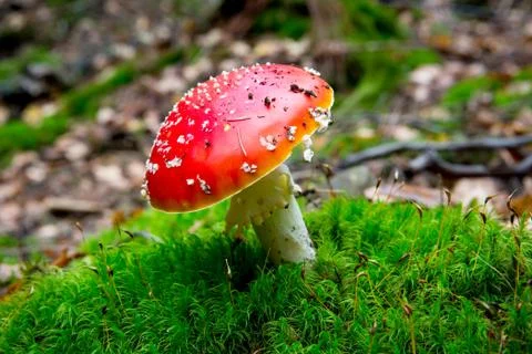 Fly agaric mushroom Stock Photos