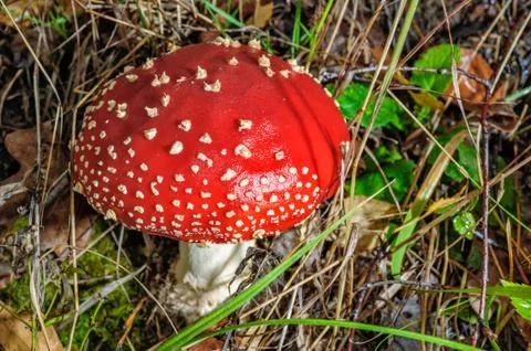 Fly agaric mushroom Stock Photos