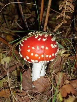 Fly agaric mushroom Stock Photos