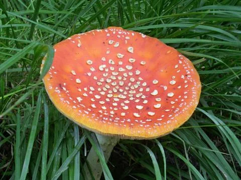 Fly agaric mushroom Stock Photos