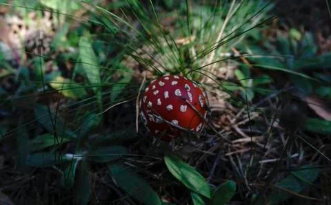 The fly agaric mushroom Stock Photos