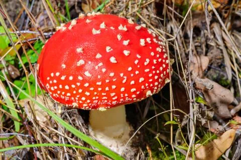 Fly agaric mushroom Stock Photos
