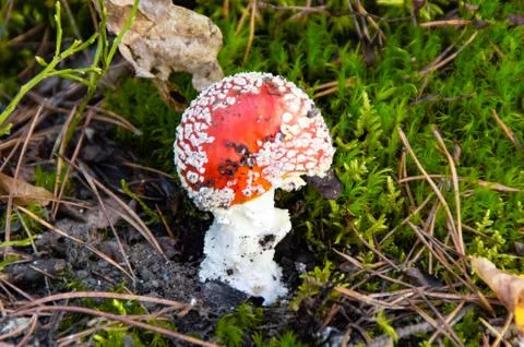 The Fly agaric mushroom Stock Photos