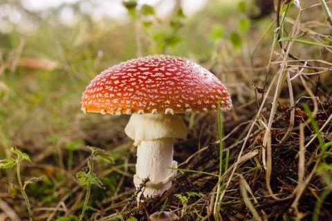Fly Agaric Mushroom Stock Photos