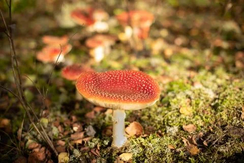 Fly Agaric Mushroom Stock Photos
