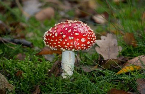 Fly agaric mushroom Stock Photos