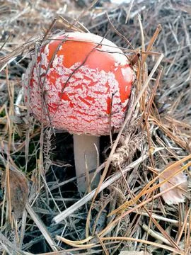 Fly agaric mushroom Stock Photos