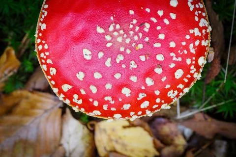 Fly agaric mushroom Stock Photos