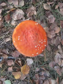 Fly agaric mushroom Stock Photos