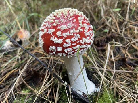 Fly agaric mushroom Stock Photos