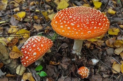 Fly agaric mushroom Stock Photos