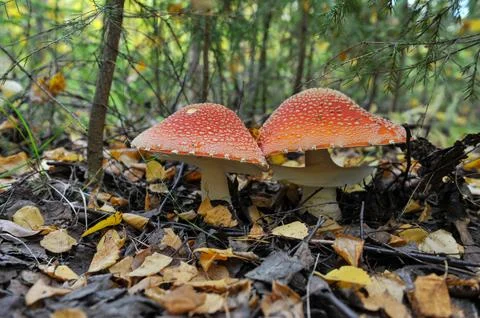 Fly agaric mushroom  Stock Photos
