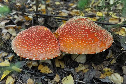 Fly agaric mushroom Stock Photos