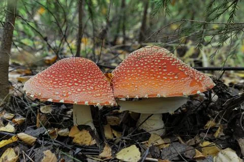 Fly agaric mushroom Stock Photos