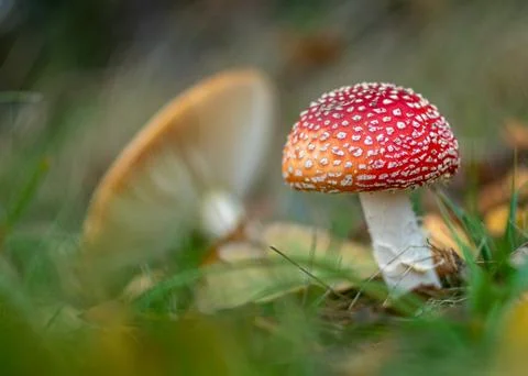 Fly agaric mushroom Stock Photos