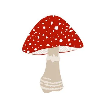 Fly agaric mushroom with red cap and white dots, Amanita muscaria mushroom, c Stock Illustration