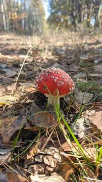 Fly agaric mushroom surrounded by fallen leaves and grass in autumn forest. Foto stock