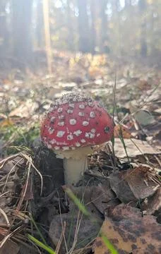 Fly agaric mushroom surrounded by fallen leaves and grass in autumn forest. Stock Photos