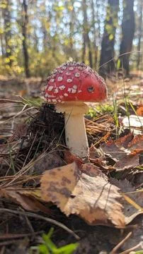 Fly agaric mushroom surrounded by fallen leaves and grass in autumn forest. Stock Photos