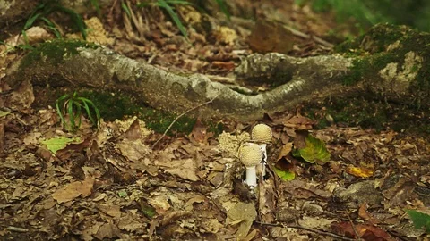 Fly agaric mushroom with a white hat in white spots. 4k, close-up Stock Footage 95412589