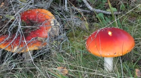 Fly Agaric Mushrooms Stock Footage 44334633