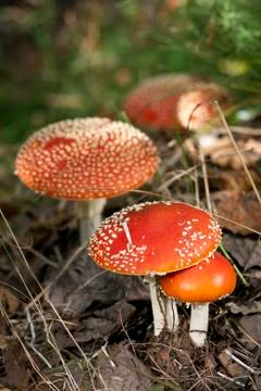 Fly agaric mushrooms Stock Photos